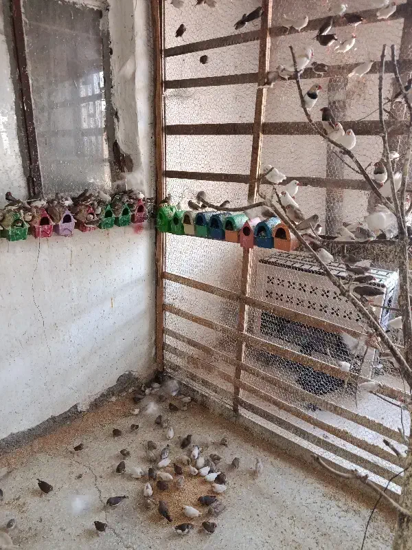 فنج مولد 200عدد یکجا فروشی|پرنده|رباط‌کریم, کاظم‌آباد|دیوار