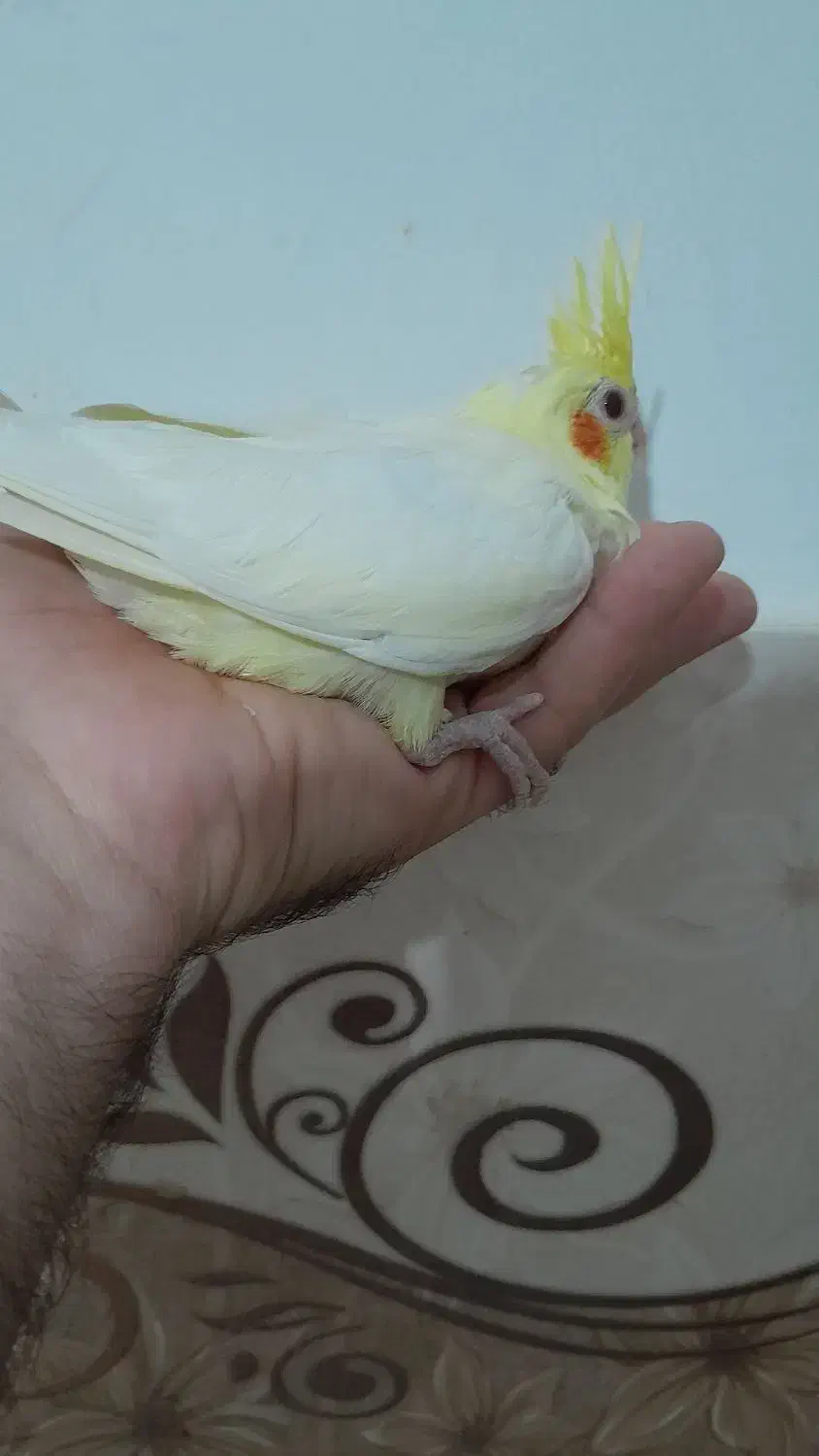 جوجه عروس سرلاکی لوتینو|پرنده|مشهد, ایثارگران|دیوار