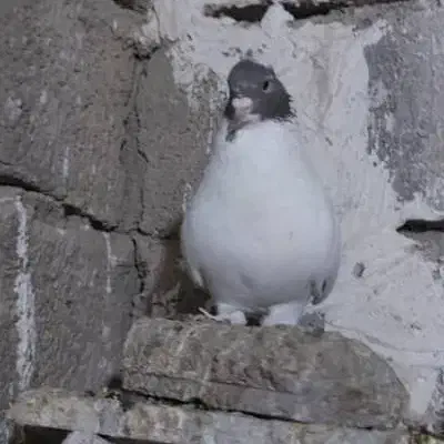 فروش دم قهوه ایی ودم سیاه نقابی|پرنده|بهبهان, |دیوار