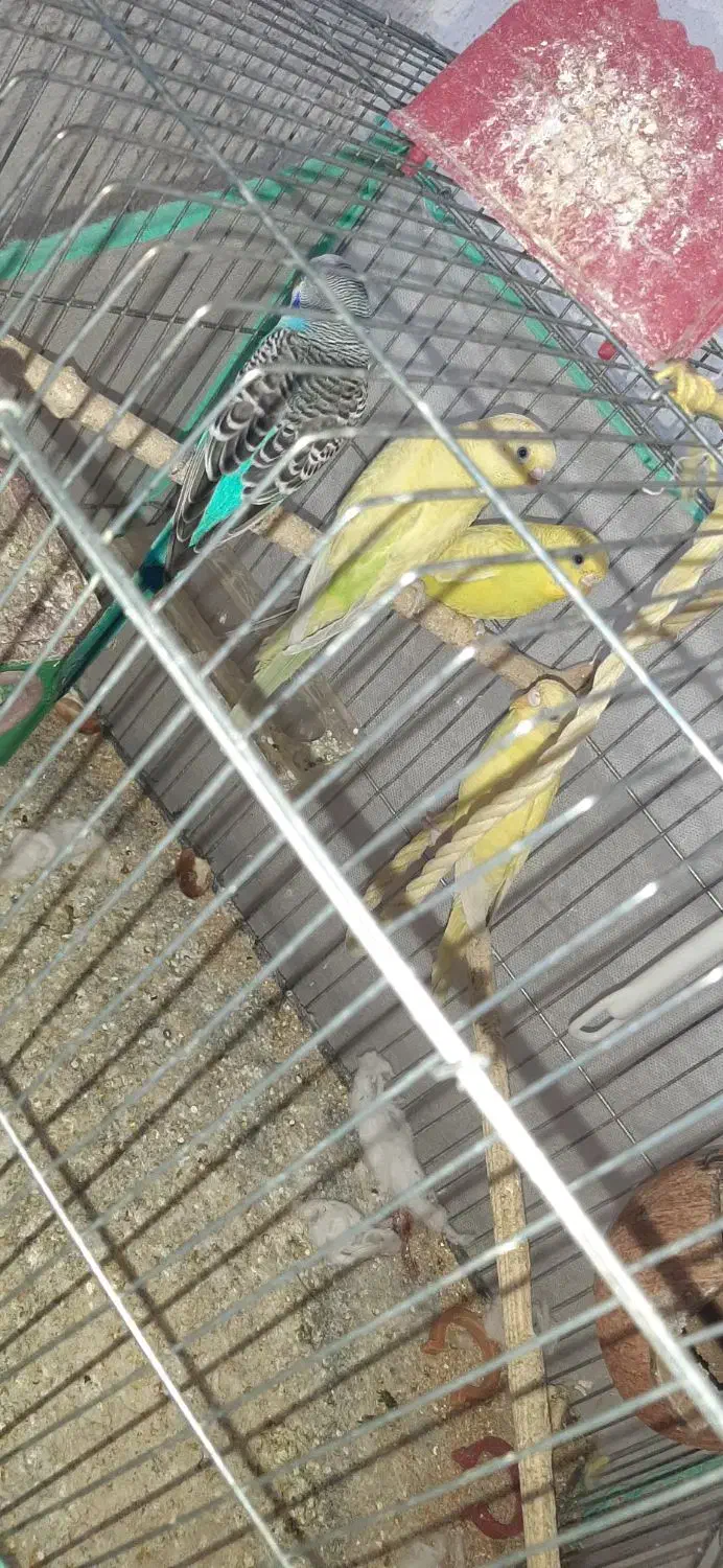 مرغ عشق و  یک عدد عروس هلندی ماده|پرنده|فیروزآباد (فارس), |دیوار