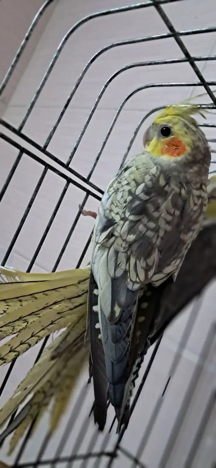 عروس هلندی گلباقالی|پرنده|قدس, شهرقدس|دیوار