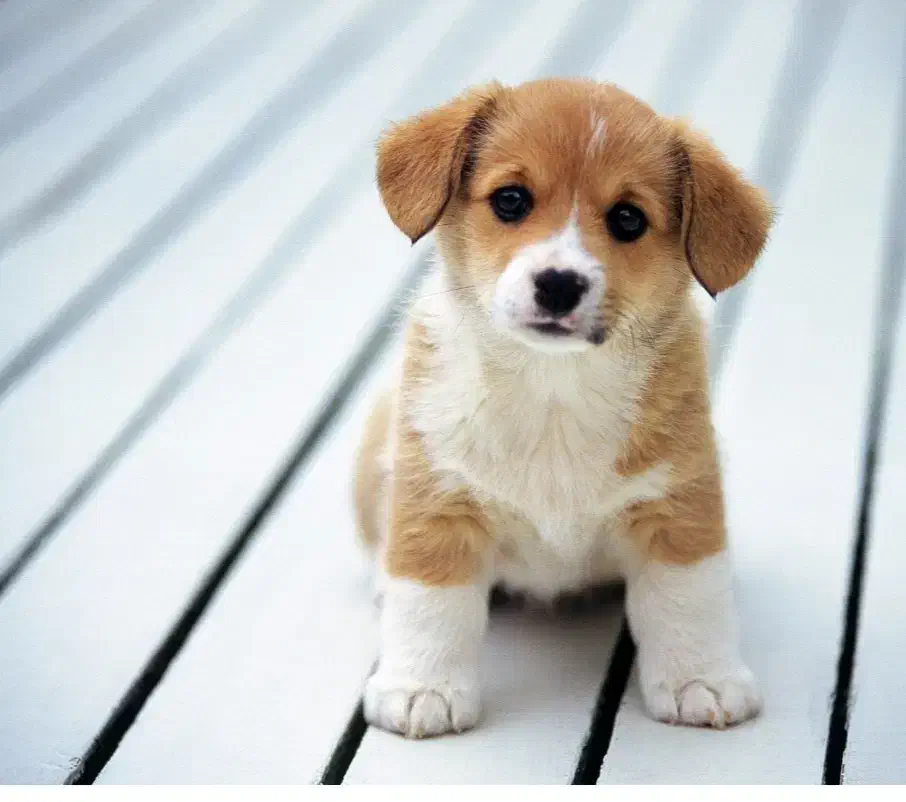 سلام یک سگ پیدا شده|حیوانات|رفسنجان, |دیوار