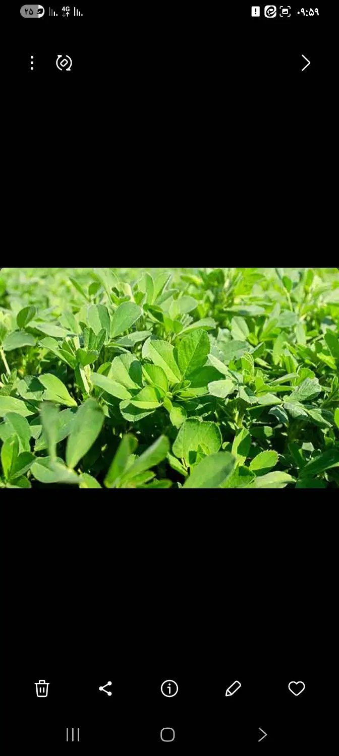 یونجه|لوازم جانبی حیوانات|بیجار, |دیوار