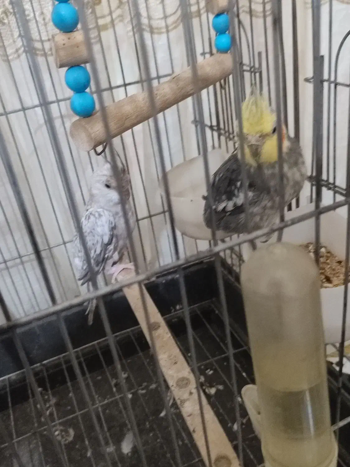 عروس هلندی نرو ماده|پرنده|ملایر, |دیوار