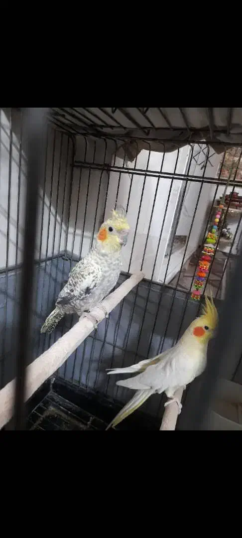 عروس هلندی نر و ماده صحیح و سالم|پرنده|تهران, شهرک طالقانی|دیوار