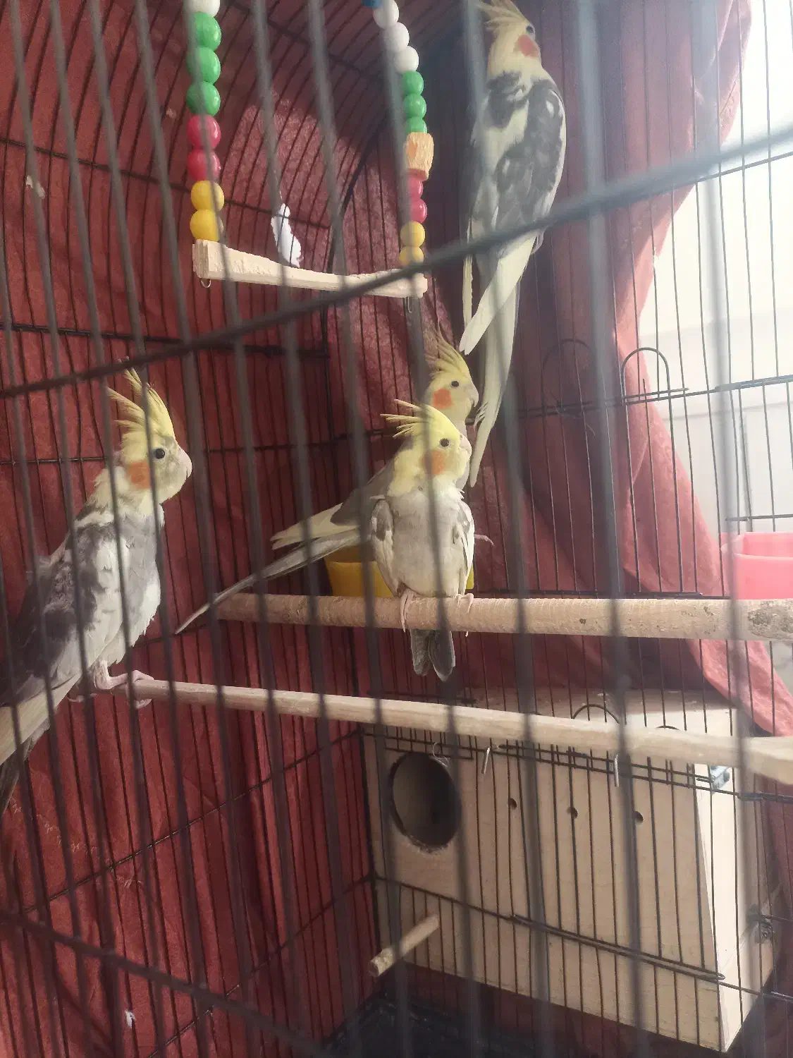 عروس هلندی مولد|پرنده|ششده و قره بلاغ, |دیوار