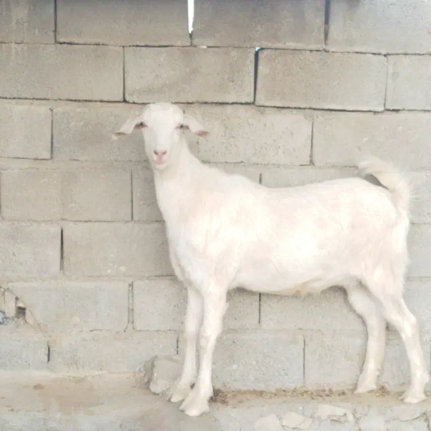 تیشتر  سانن|حیوانات مزرعه|سر آسیاب یوسفی, |دیوار