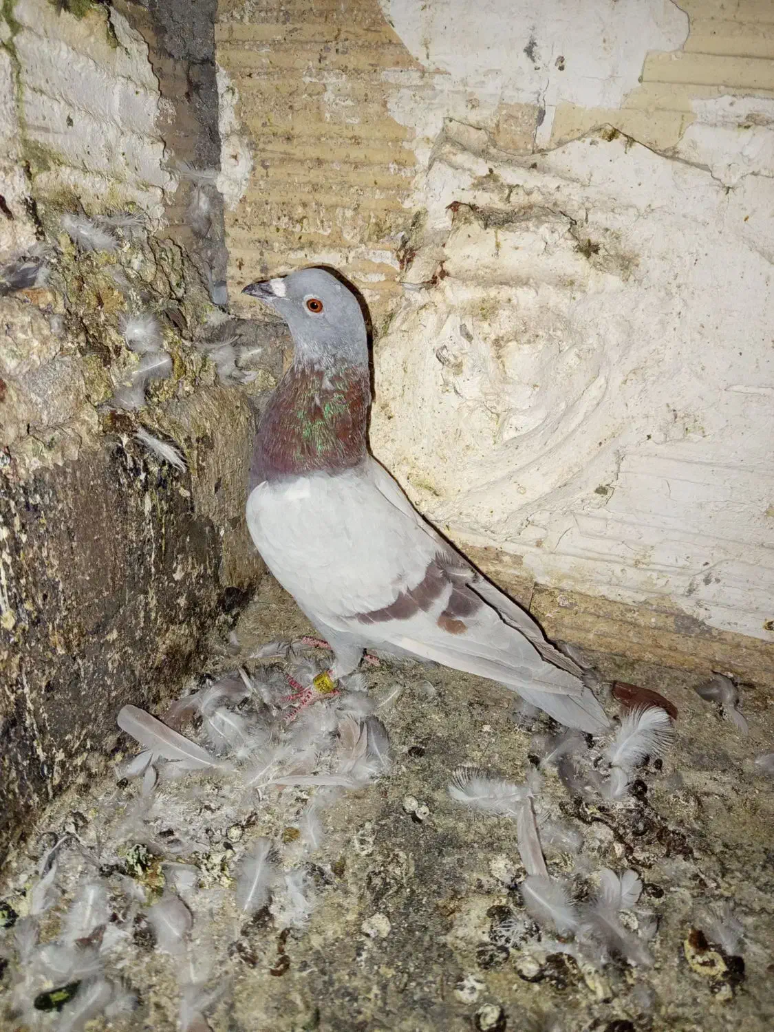 پلاکی نر|پرنده|بم, |دیوار