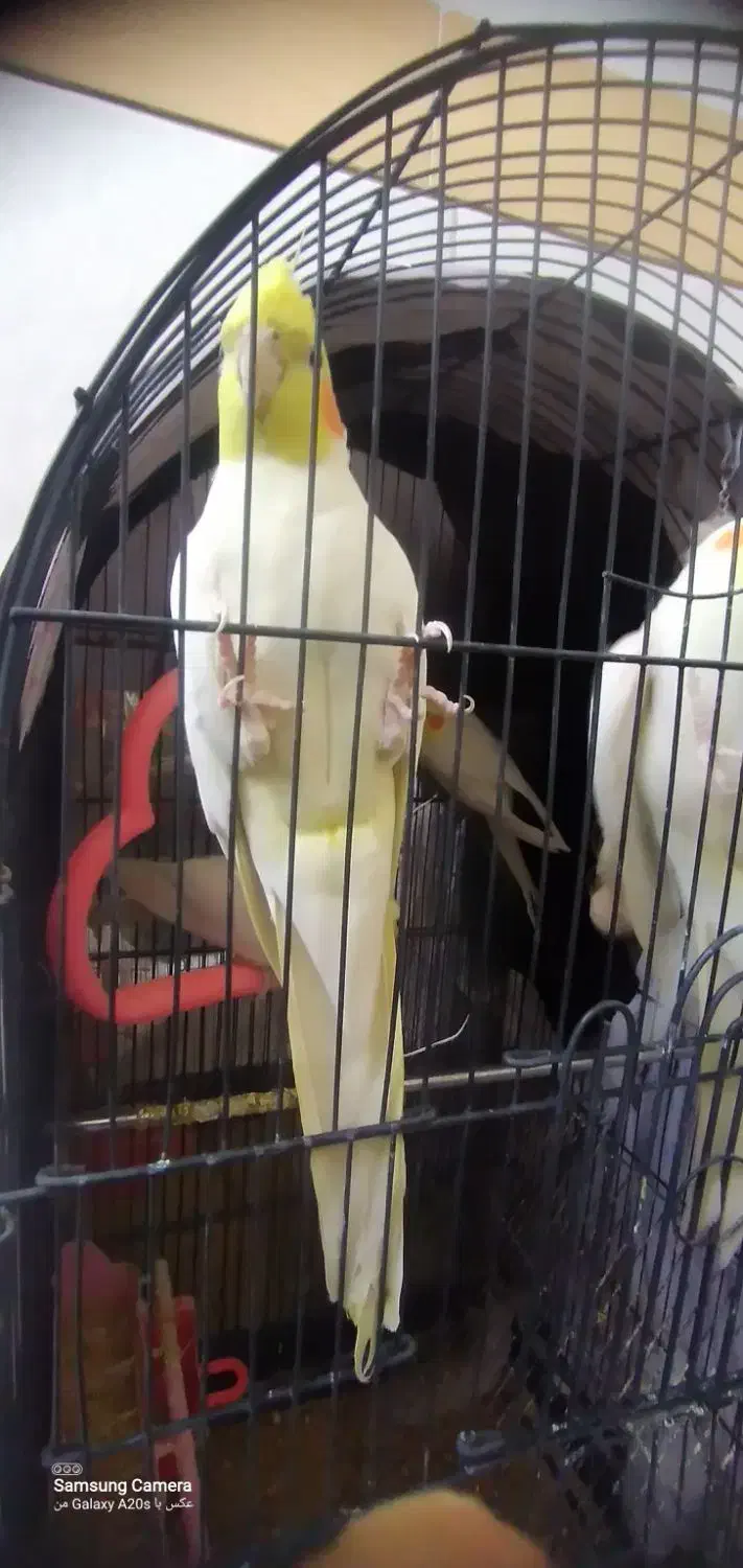 4عدد عروس هلندی|پرنده|خمینیشهر, |دیوار