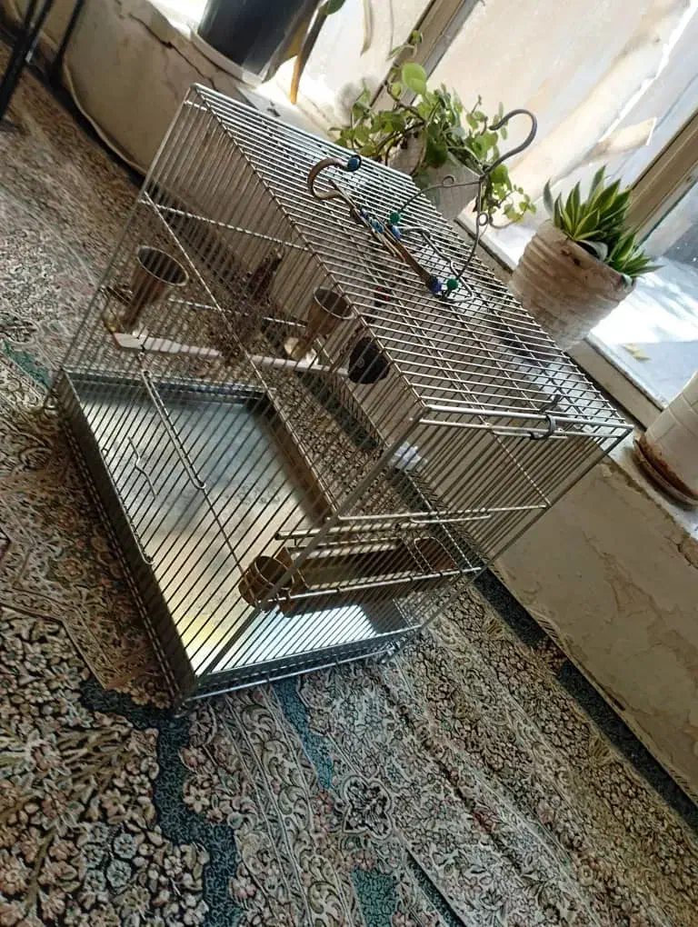 سیره قفس|پرنده|بروجرد, |دیوار