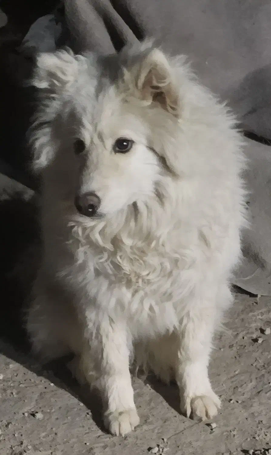 سگ سامویید قیمت توافقی|سگ|یزد, |دیوار