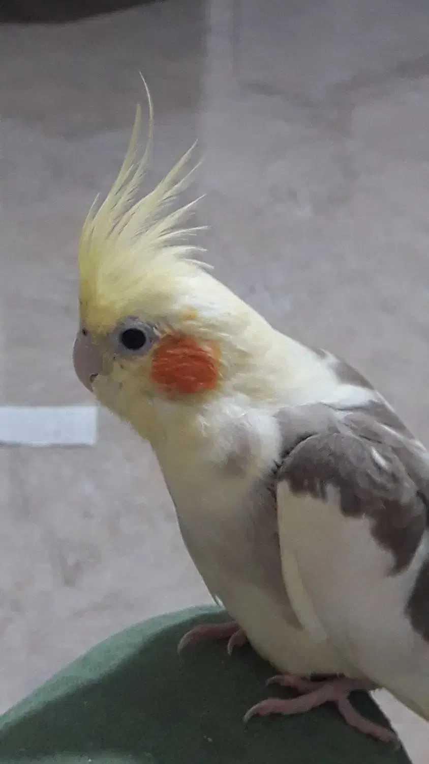 عروس هلندی ماده آرام دوستداشتنی که اسمش آرام|پرنده|فومن, |دیوار