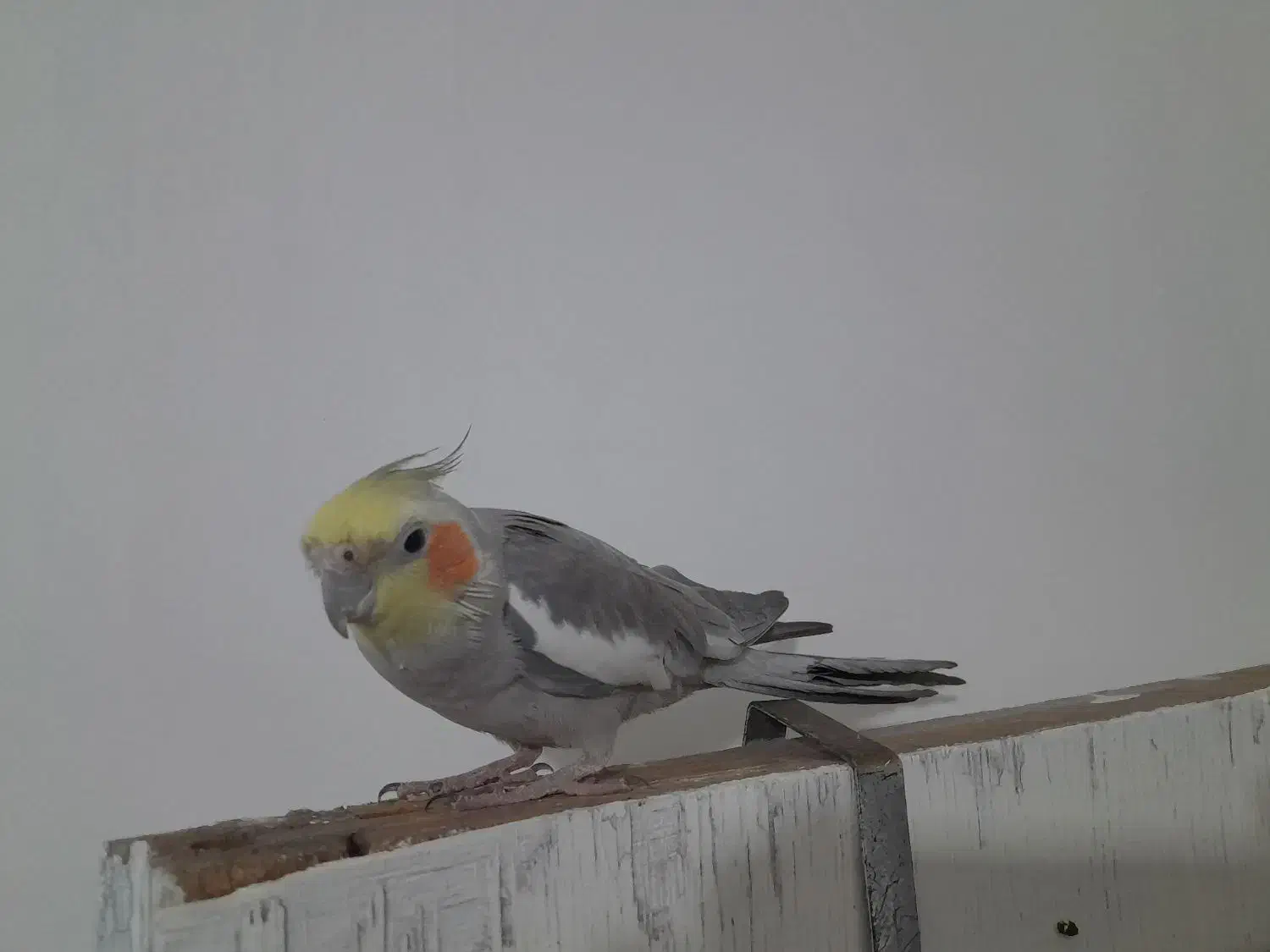 عروس هلندی|پرنده|تربت جام, المهدی|دیوار