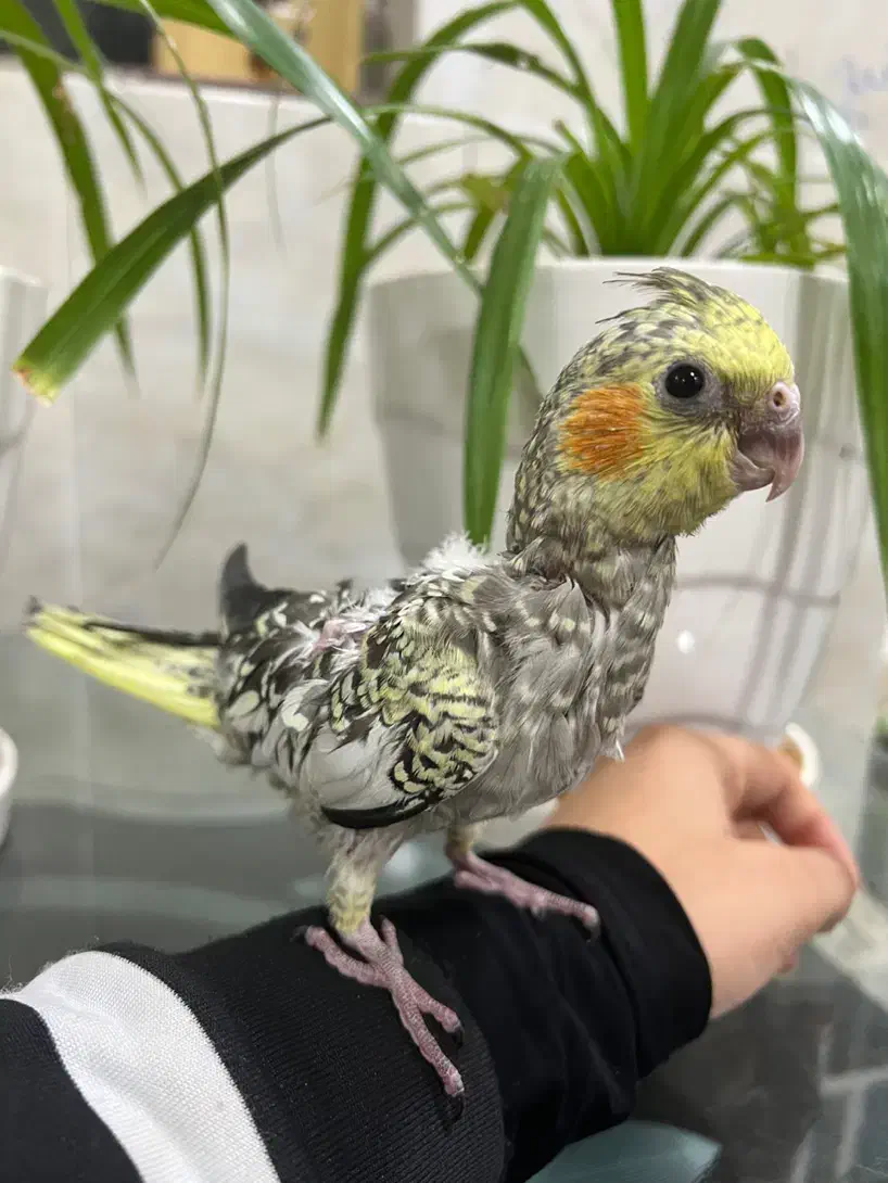 عروس هلندی (گل باقالی)|پرنده|بافق, |دیوار