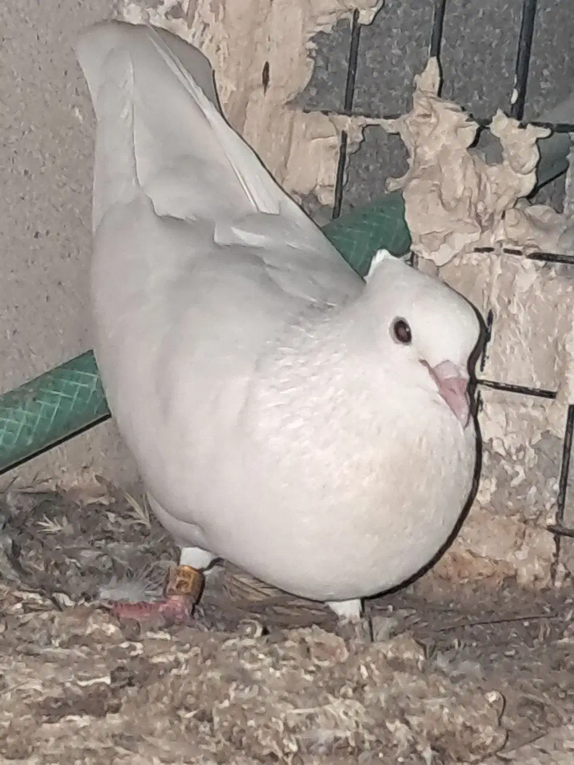 کبوترسفیدوطوقی|پرنده|سعدآباد, |دیوار