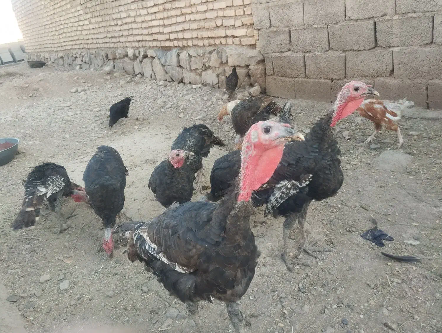 بوقلمون|پرنده|ارسنجان, |دیوار