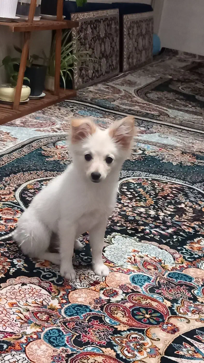 سگ ماده پامر|سگ|الوند, |دیوار