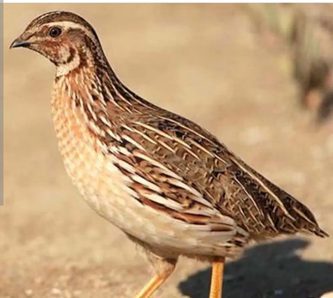 بلدرچین|پرنده|شوشتر, |دیوار