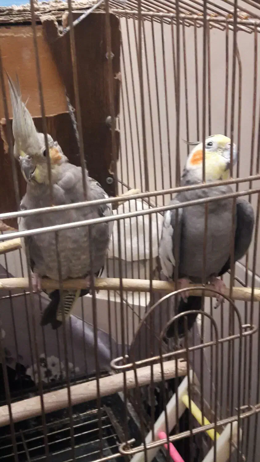 جفت عروس هلندی کار داده|پرنده|اردکان, |دیوار