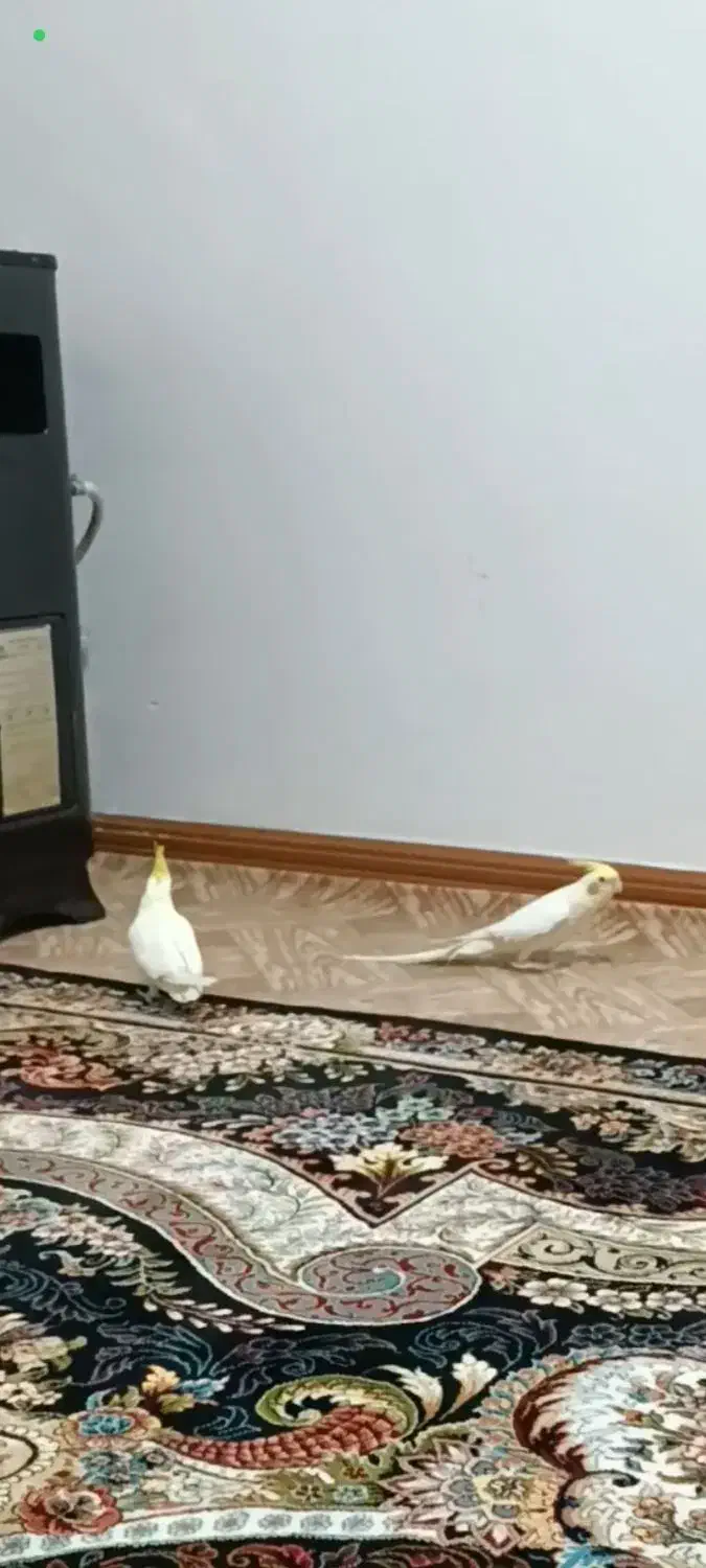 عروس هلندی|پرنده|اشتهارد, |دیوار