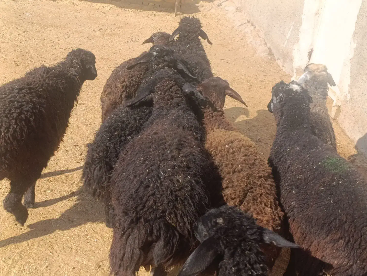 10بره شیرمست 25کیلویی|حیوانات مزرعه|کرج, شهرک البرز ۳|دیوار