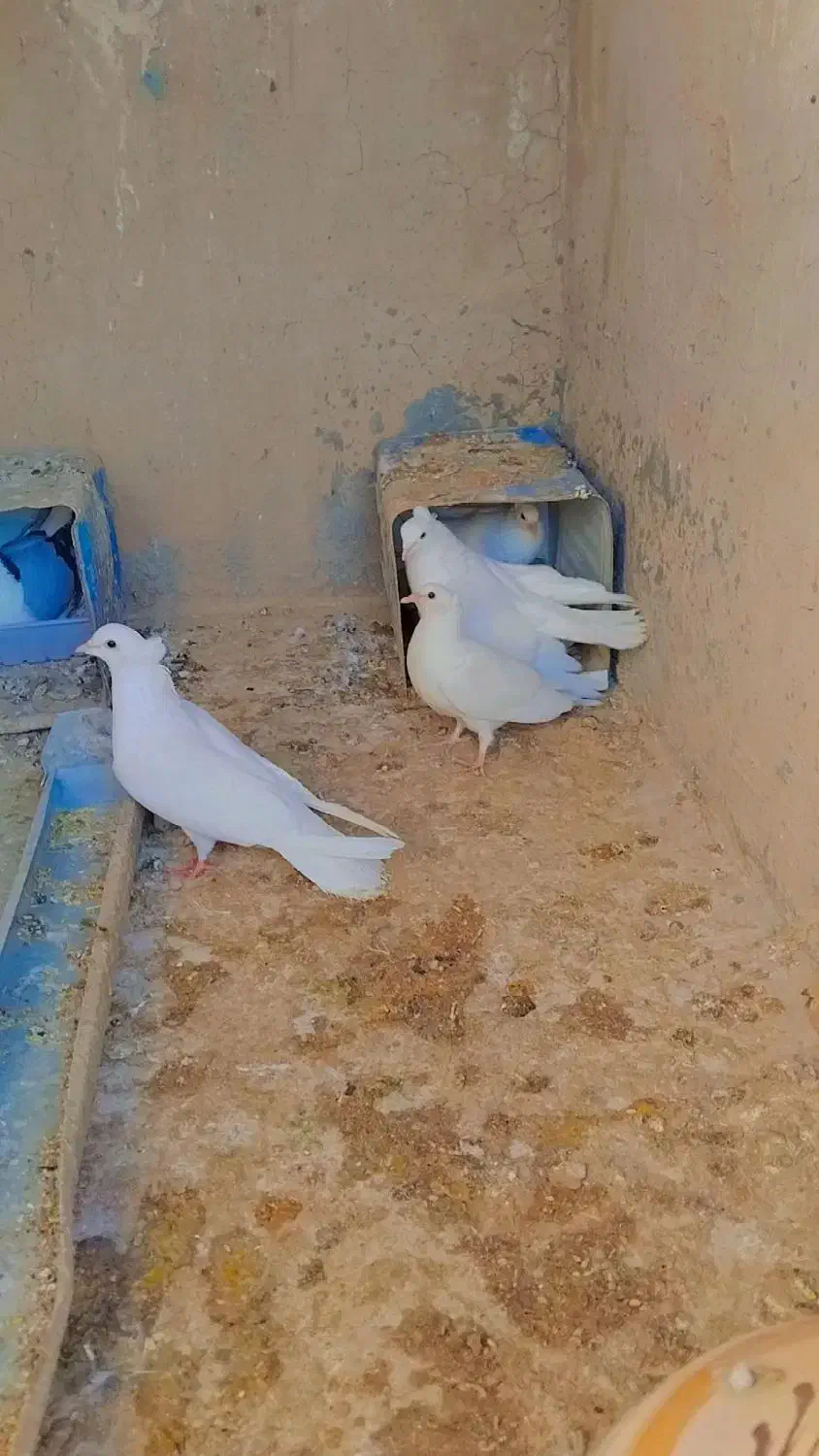 کبوتر سفیددمگیر دمدارکاکل|پرنده|برخوار, |دیوار