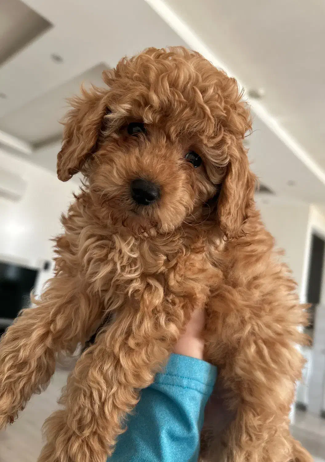 توی پودل کوچولو|سگ|رشت, گلسار|دیوار