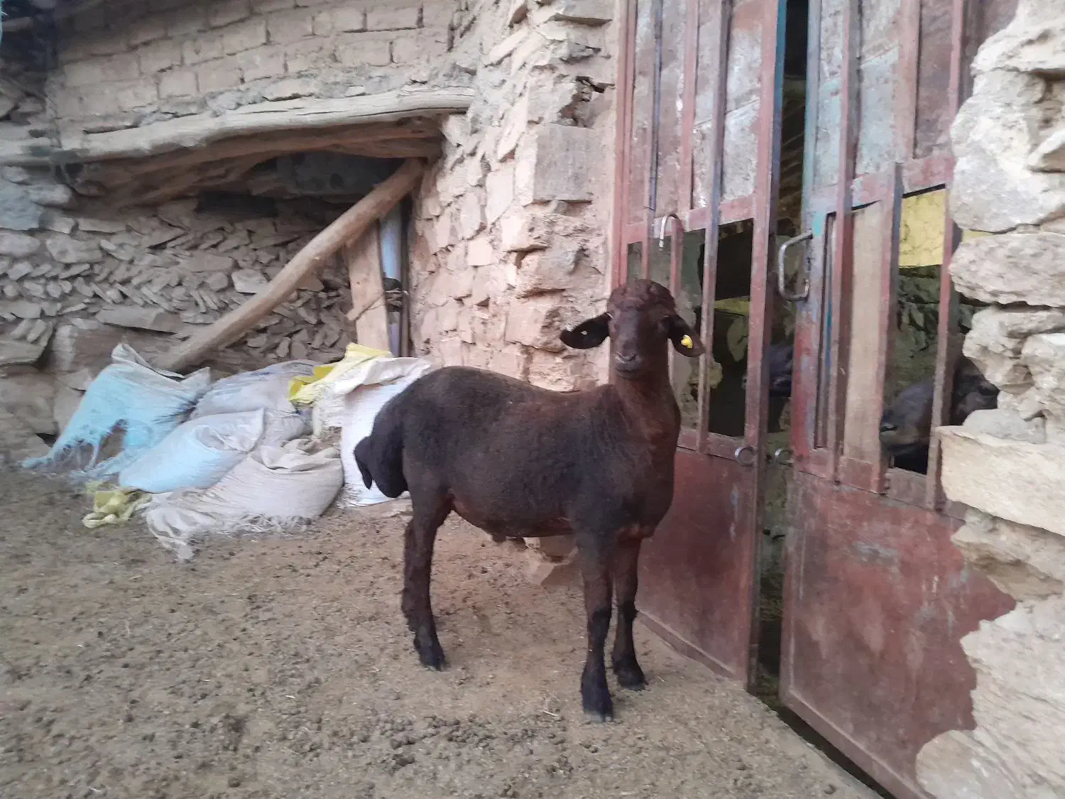 بره همو|حیوانات مزرعه|شیروان (خراسان), |دیوار