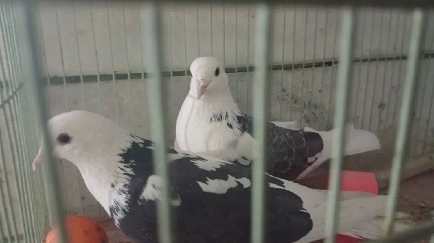 کبوتر|پرنده|شاهین‌شهر, شهرک ردانی پور|دیوار