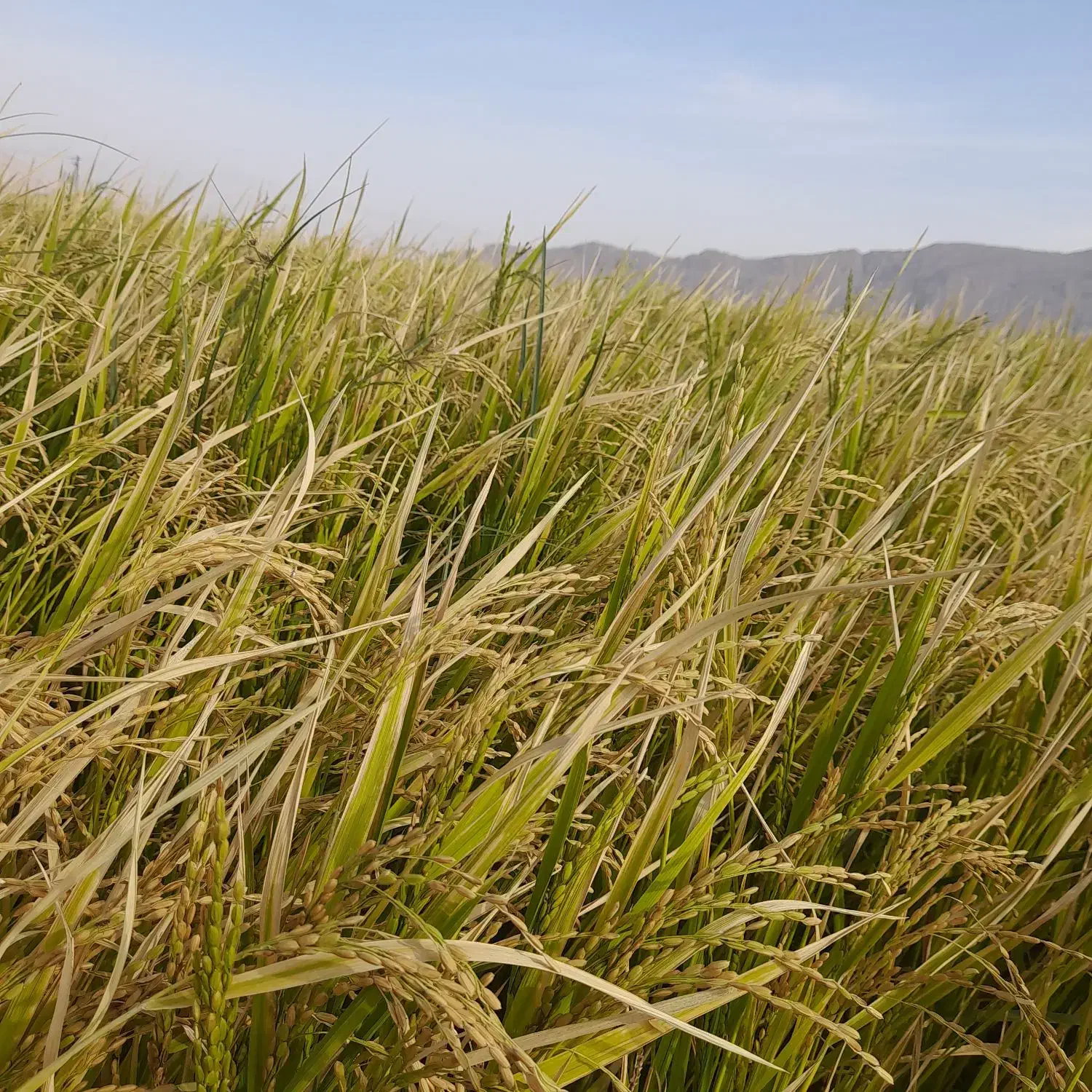 زمین کشاورزی بشرط آب|اجارهٔ دفتر صنعتی، کشاورزی، تجاری|مرودشت, رامجرد یک|دیوار