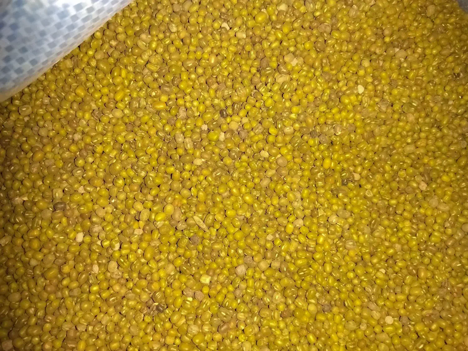 ماشک|لوازم جانبی حیوانات|دهدشت, |دیوار