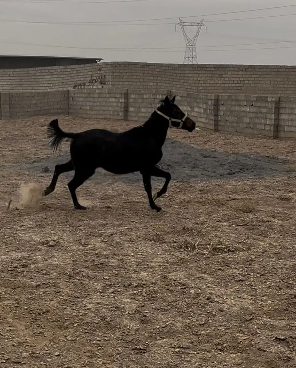 فروش کره مادیان مشکی|اسب و تجهیزات اسب‌سواری|تهران, امام خمینی|دیوار