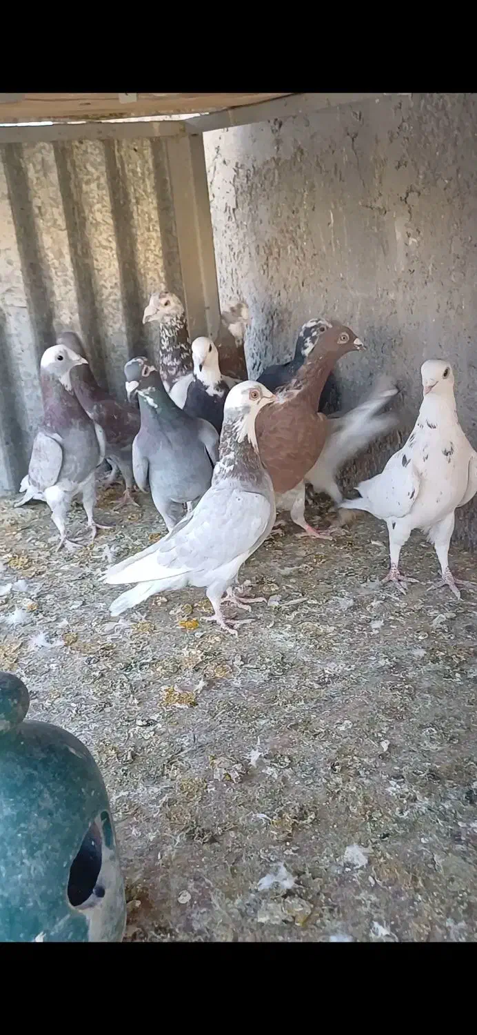 دورگ و پلاکی|پرنده|پیر بکران, |دیوار