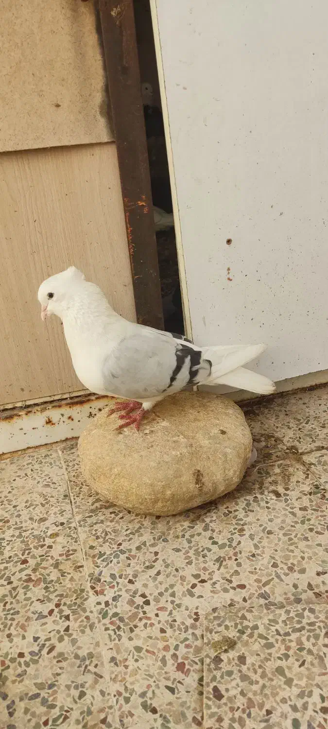 کبوتر دوکت یا پشت آبی نباتی یا و کاغذی همه روشن|پرنده|جم, |دیوار