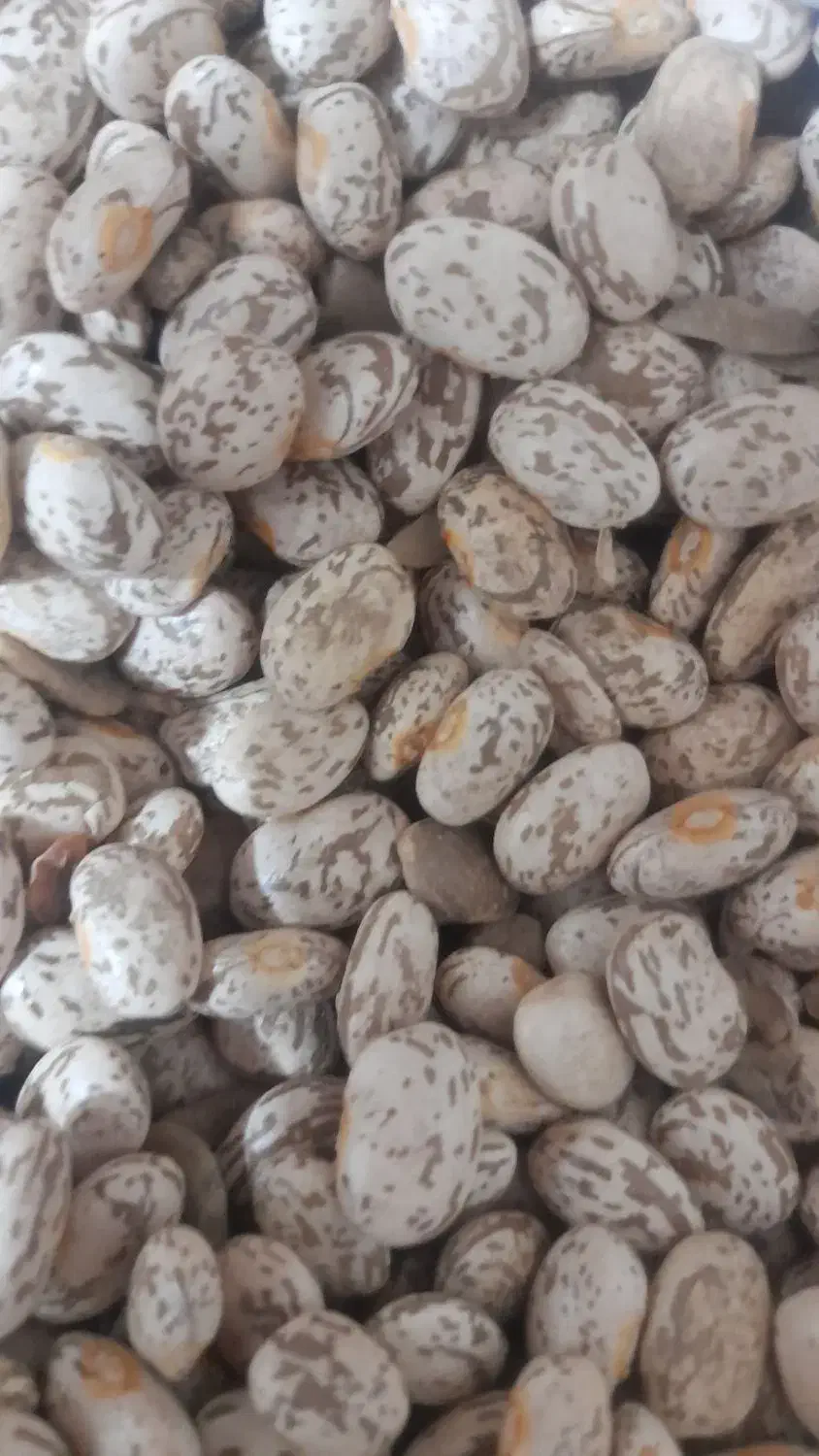 لوبیا چیتی|عمده‌فروشی|معمولان, |دیوار