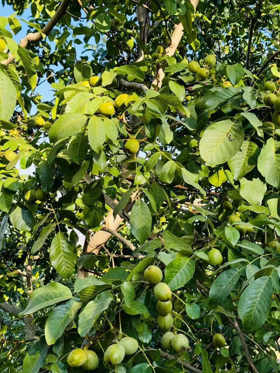 نهالستان گردو و ارقام میوه های پربار پالیز|خدمات باغبانی و درختکاری|قلعه گنج, |دیوار