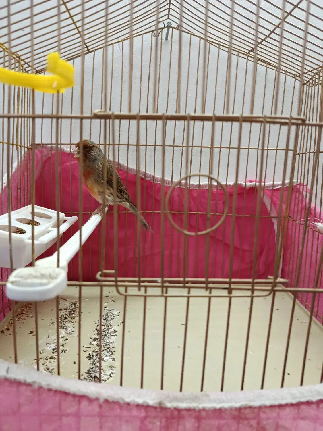 قناری و کوتوله|پرنده|خمینیشهر, |دیوار