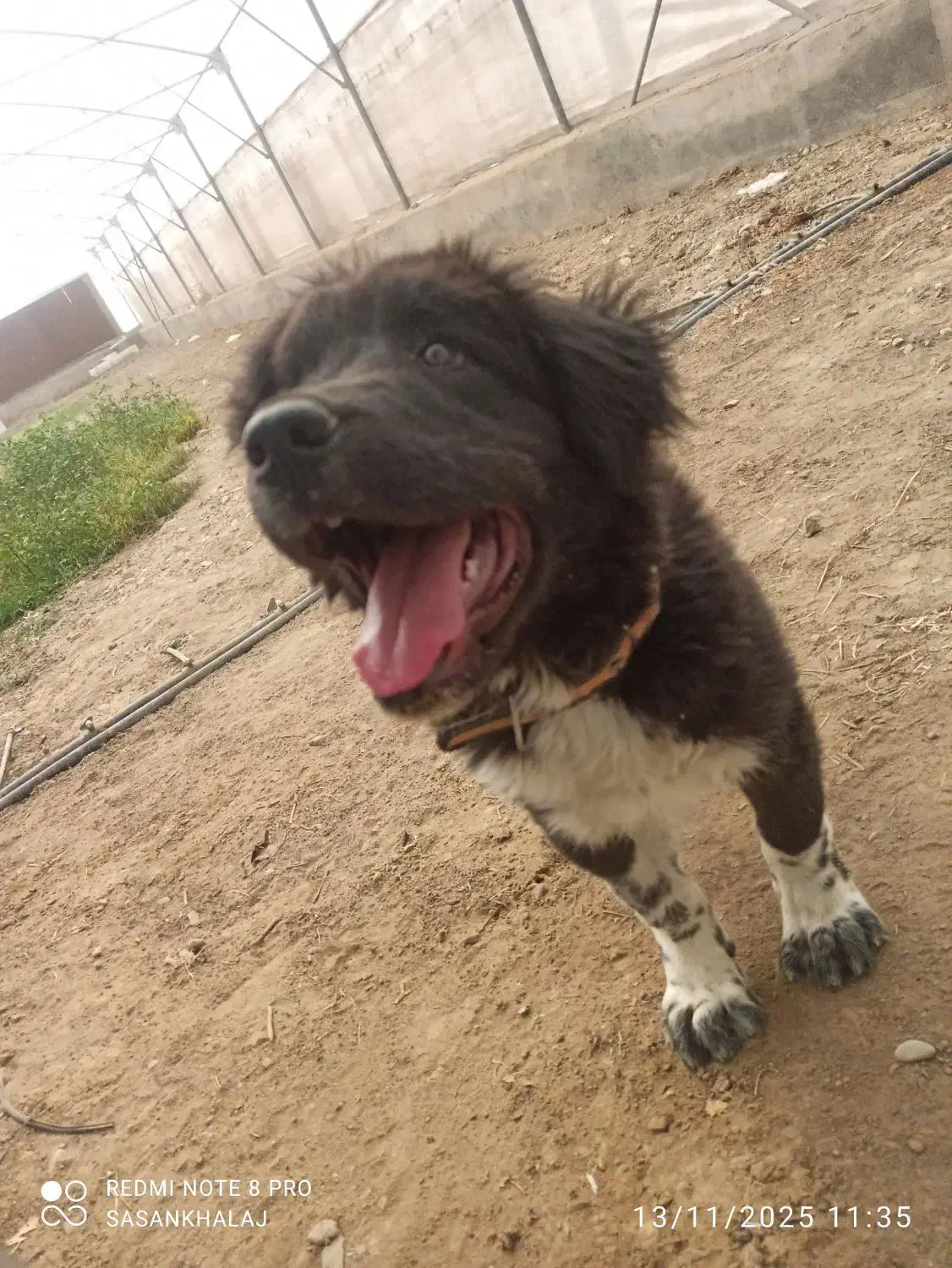 یک عدد سگ قدرجونی|سگ|مشکین‌دشت, |دیوار