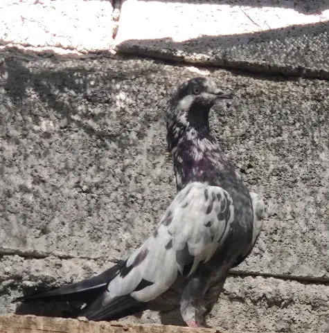 چینا|پرنده|میناب, |دیوار