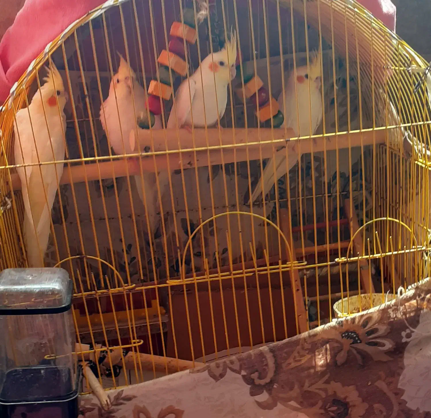 عروس هلندی لوتینو|پرنده|قشم, |دیوار