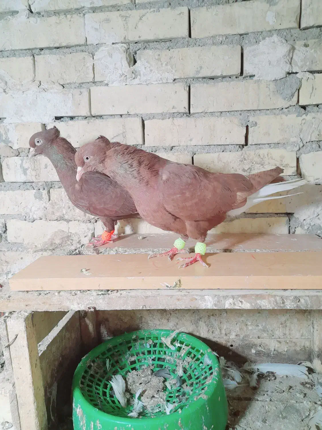 جفت دم سفیدسرخ|پرنده|رامشیر, |دیوار