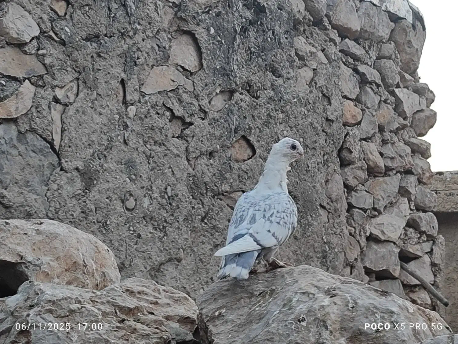 کبوتر|پرنده|کوه چنار, |دیوار