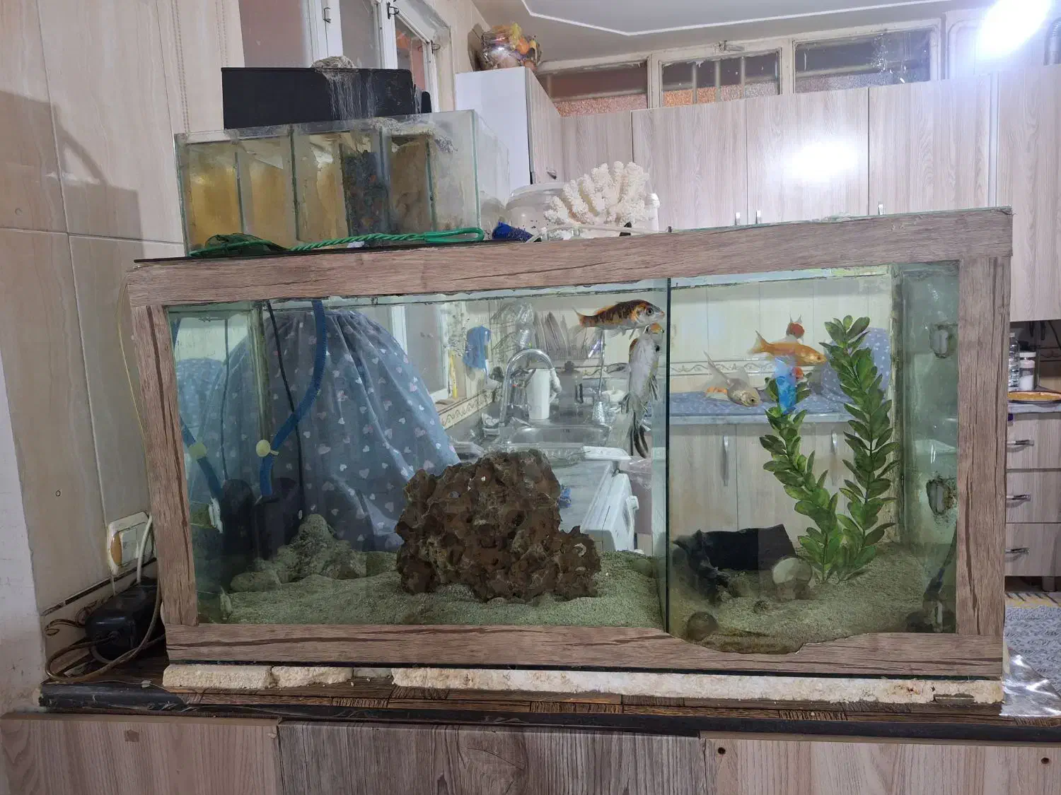 اکواریوم با تمام وسایل|ماهی|کرمانشاه, |دیوار