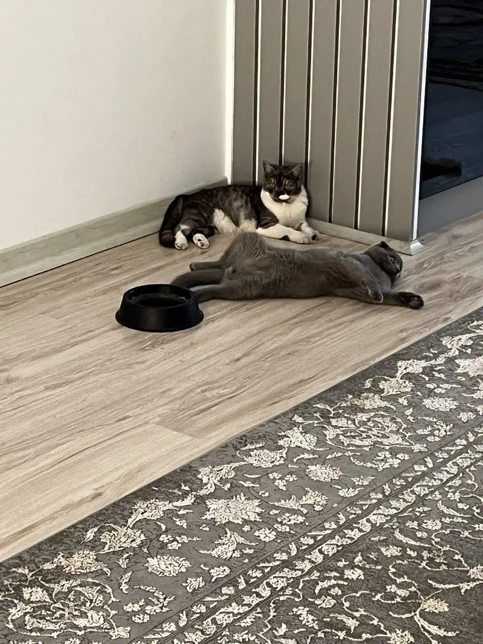 گربه بیریتیش با وسایل مگههداری|گربه|اسلامشهر, شهرک توحید|دیوار