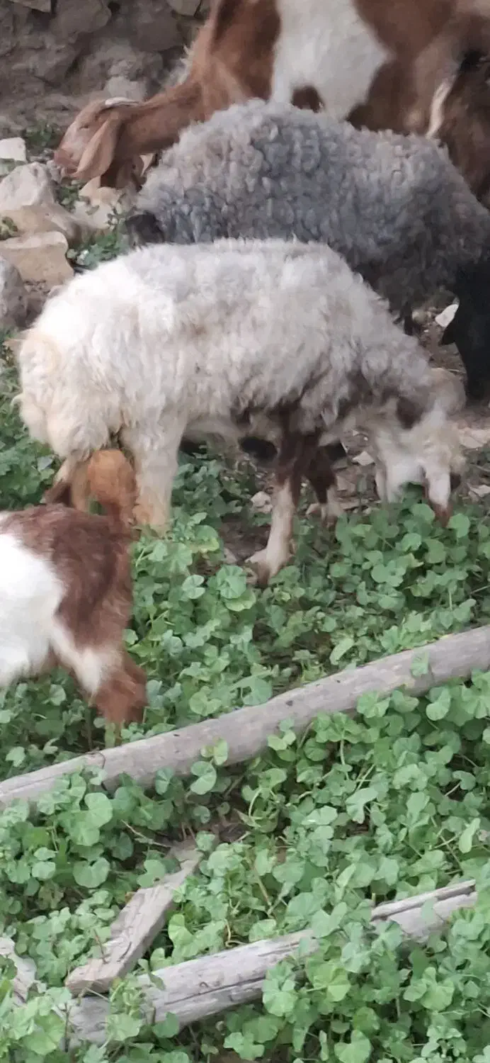 میش|حیوانات مزرعه|بندر کنگان, |دیوار