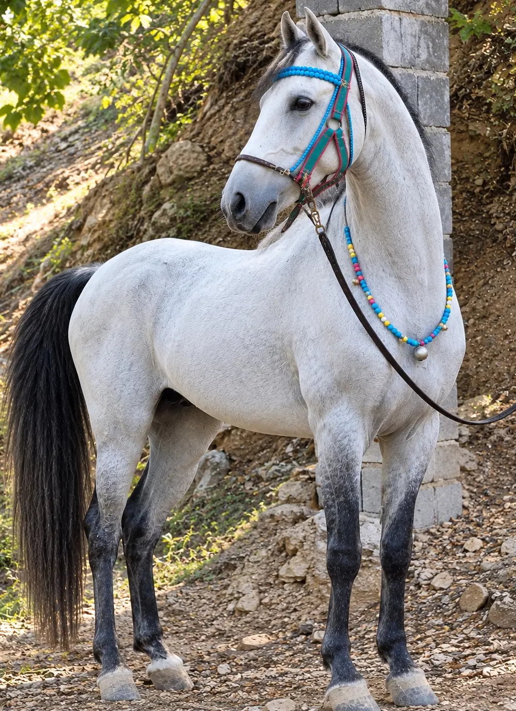 اسب|اسب و تجهیزات اسب‌سواری|سنندج, |دیوار