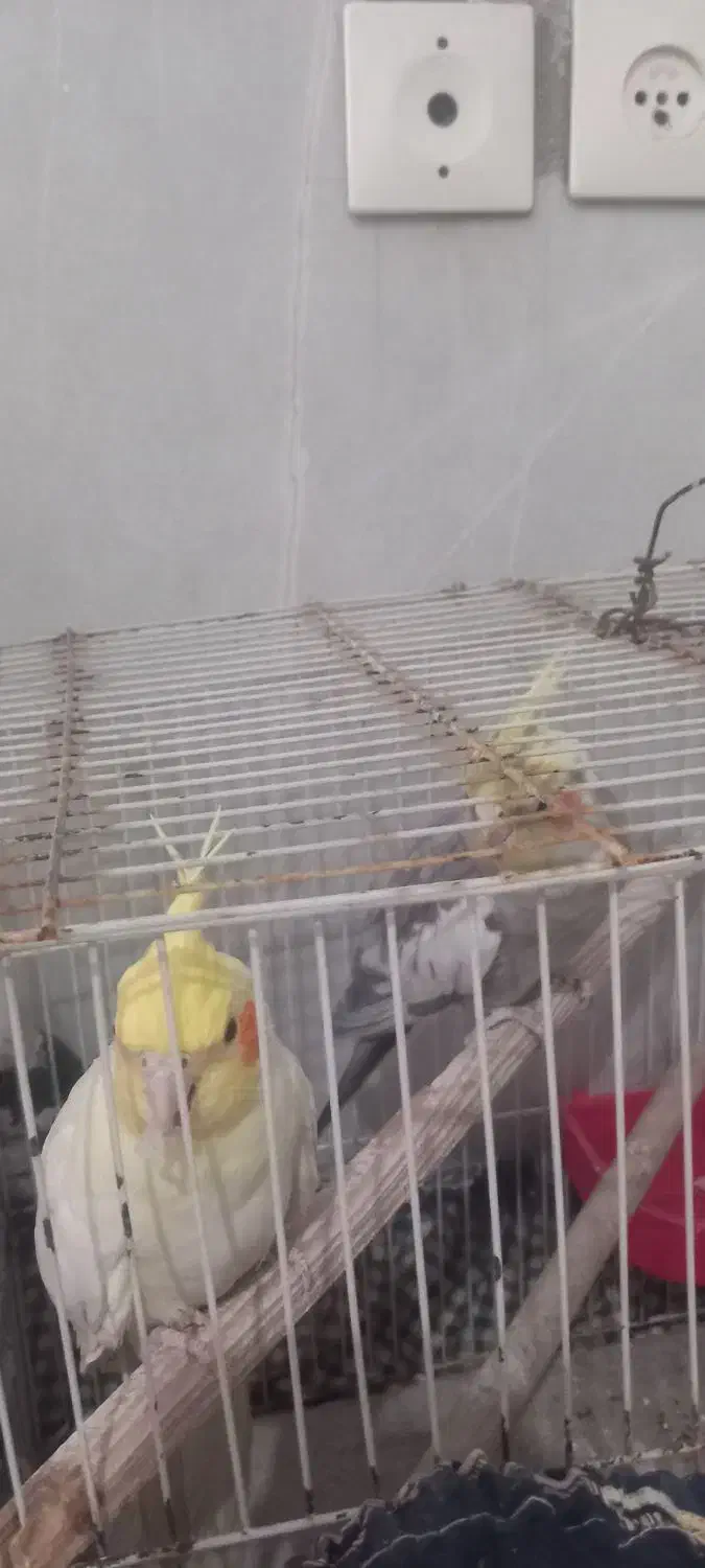 سه عددعروس هلندی|پرنده|گرمسار, |دیوار