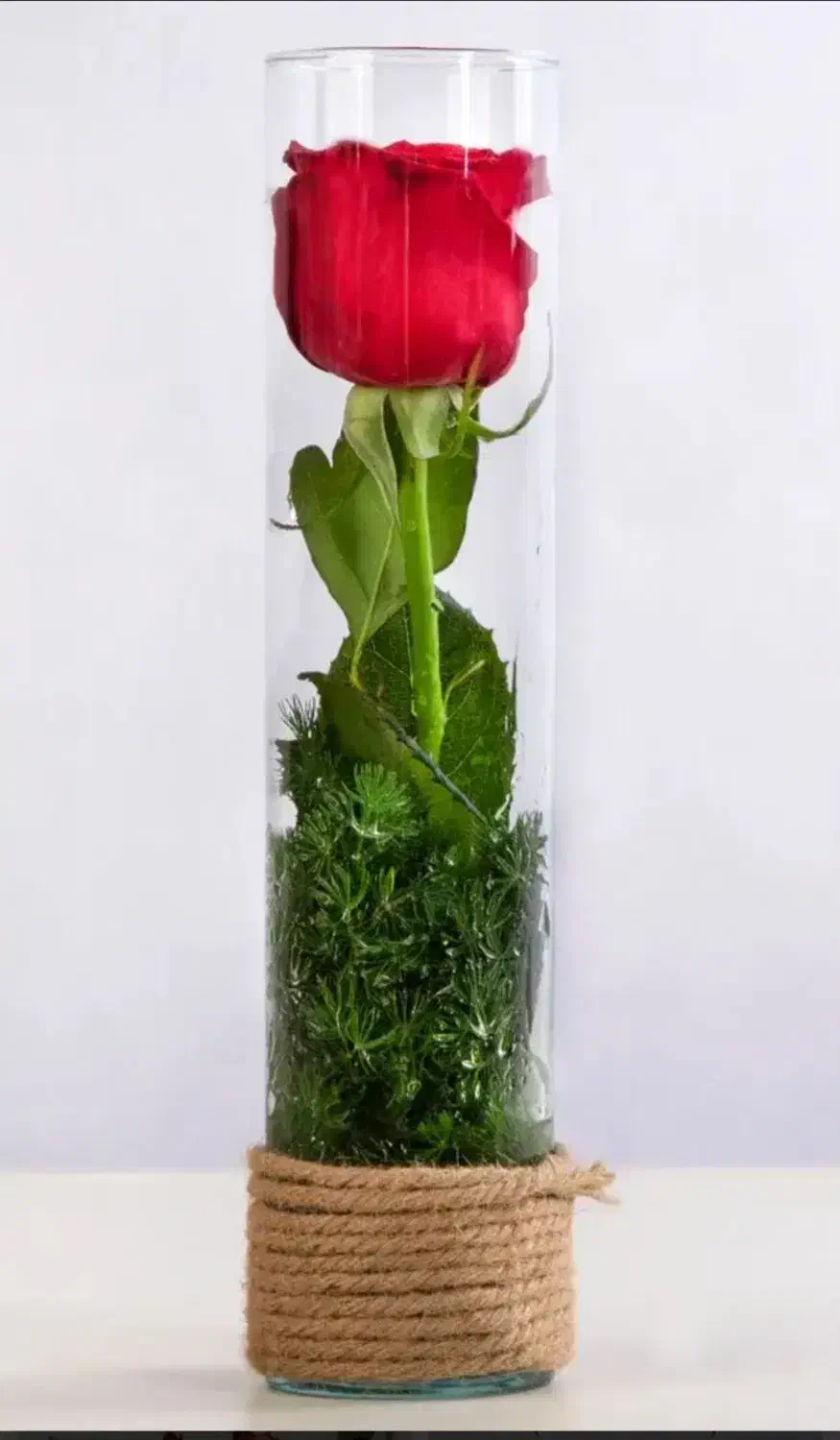 گل رز|گل و گیاه طبیعی|اصفهان, جلالیه|دیوار