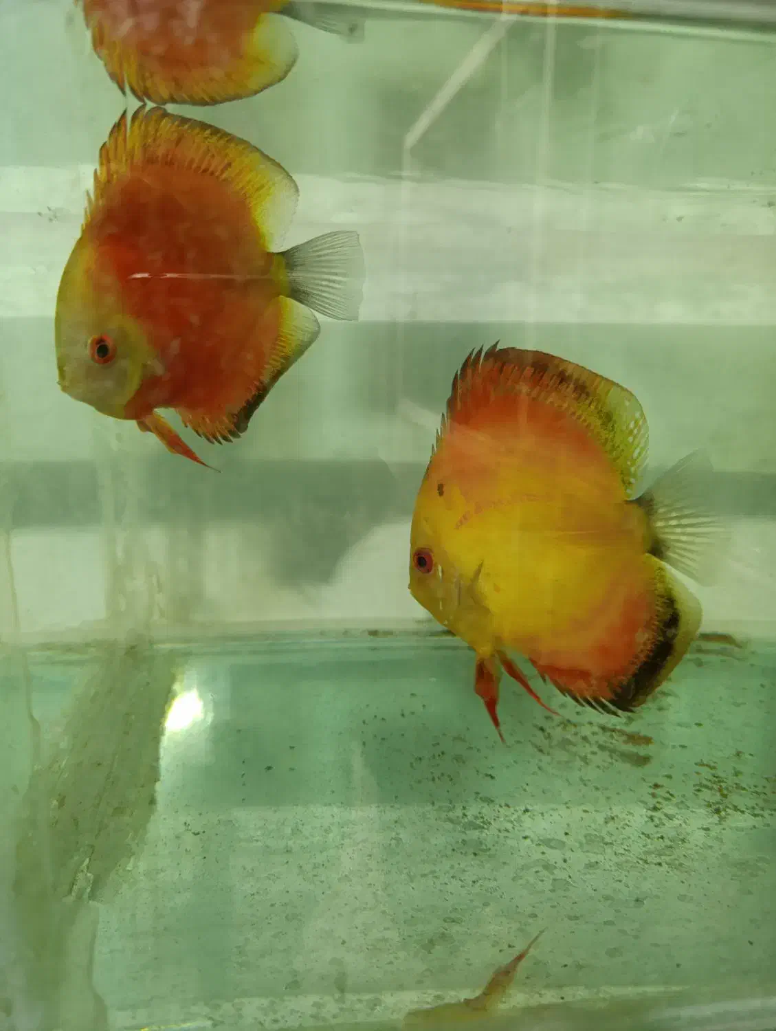 دیسکس|ماهی|تهران, دکتر هوشیار|دیوار