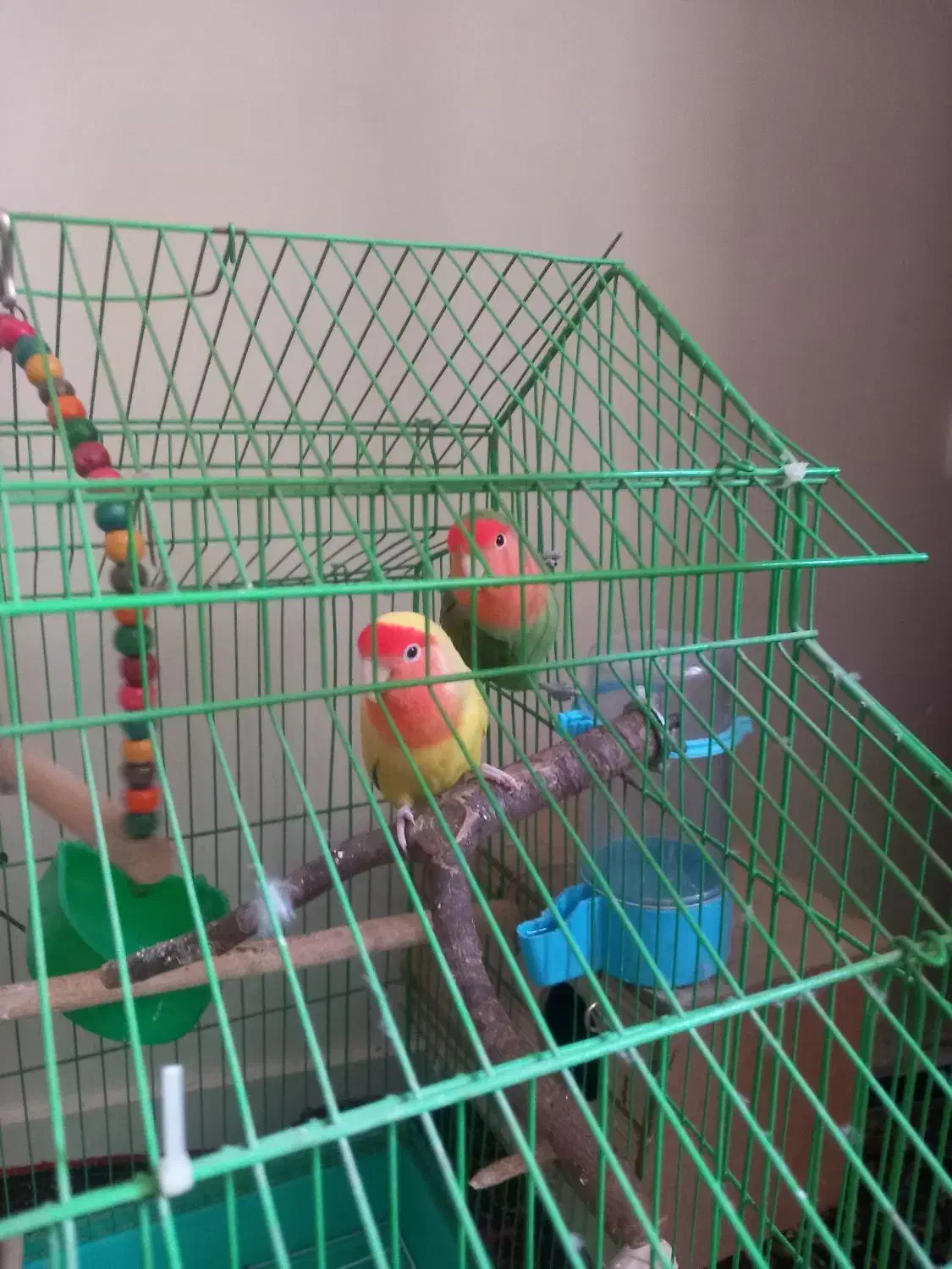 کوتوله برزیلی مولد|پرنده|ری, شهادت|دیوار